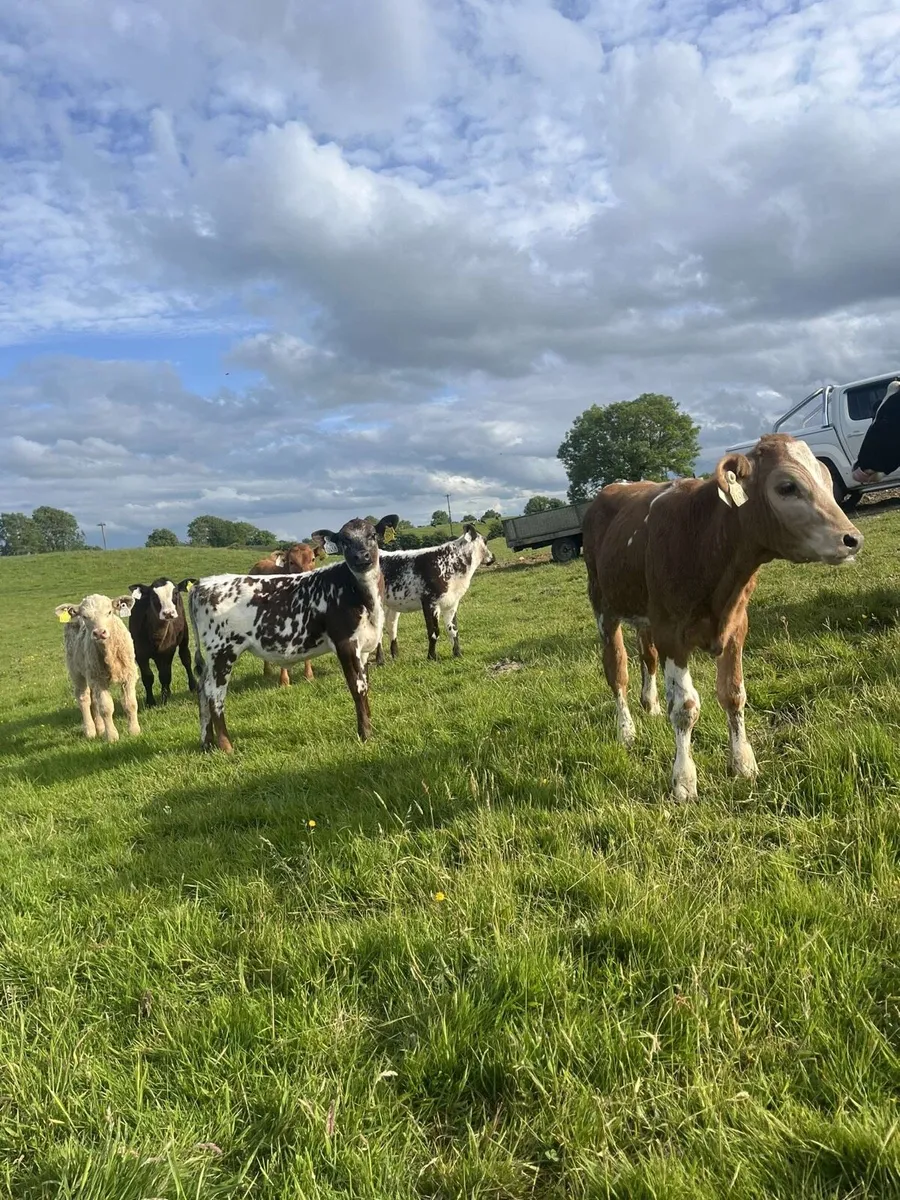 12 super reared heifers for sale - Image 1