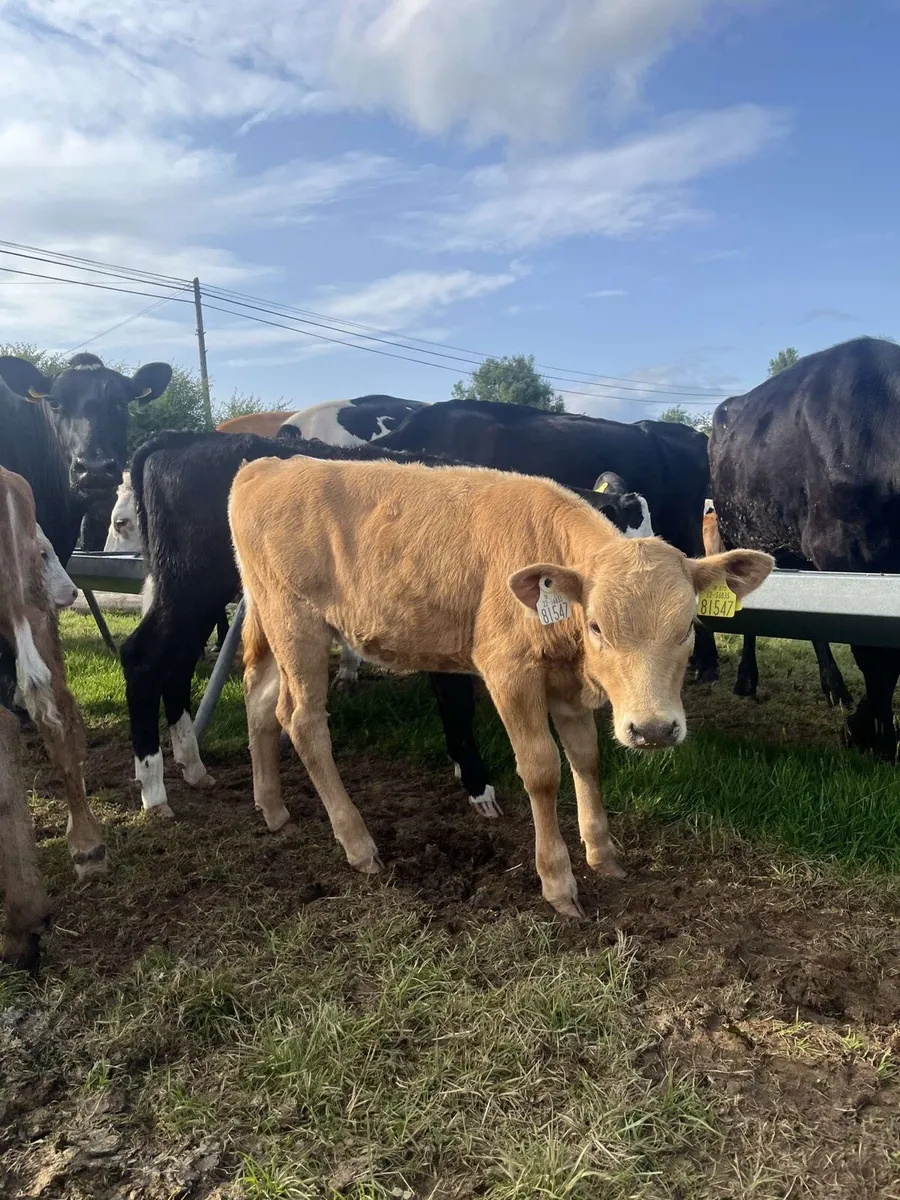 12 super reared heifers for sale - Image 2
