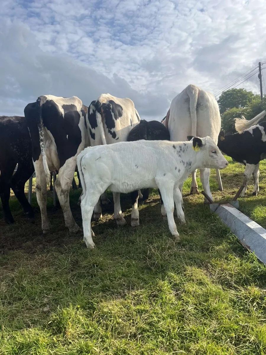 12 super reared heifers for sale - Image 3