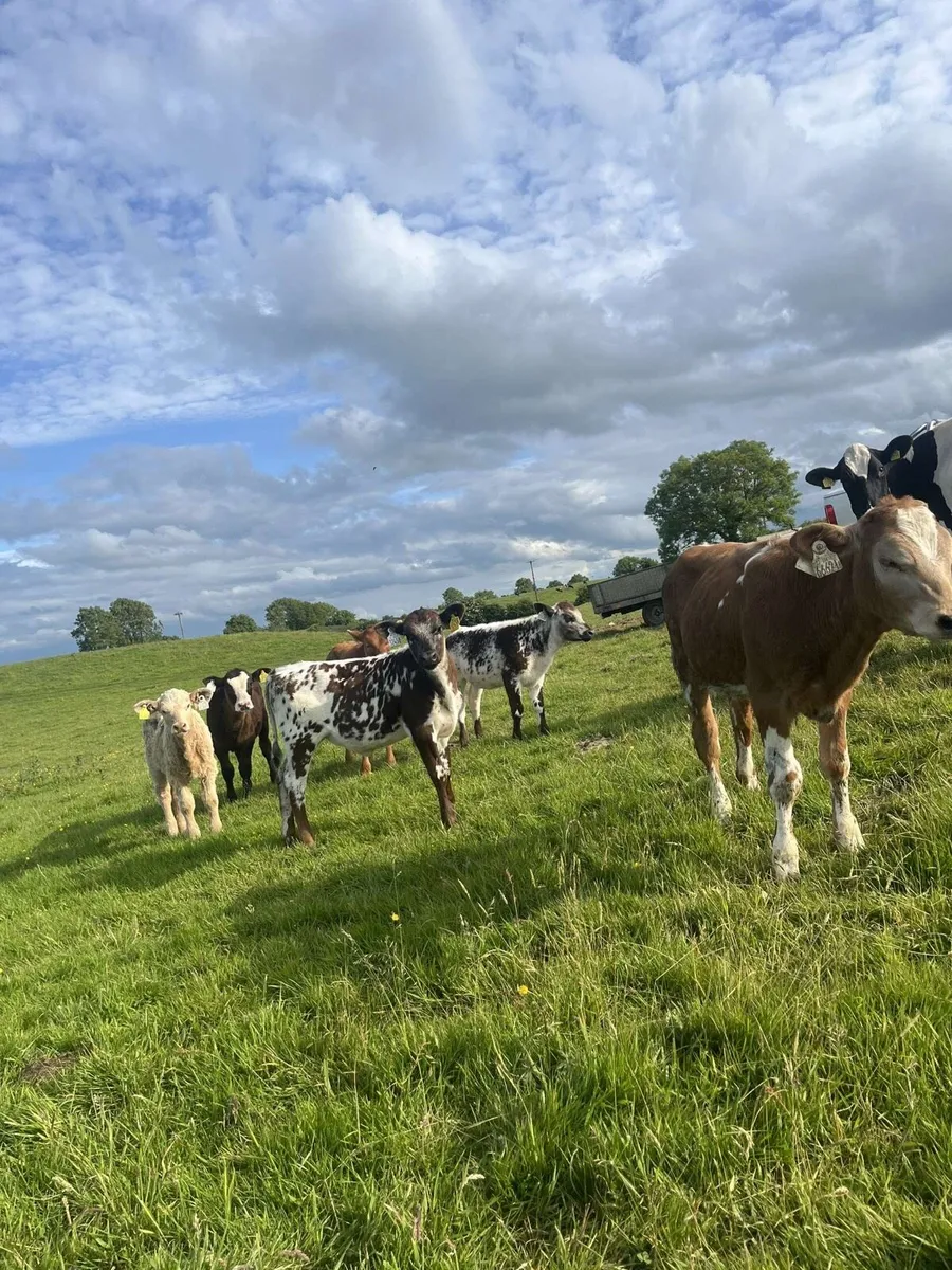 12 super reared heifers for sale - Image 4