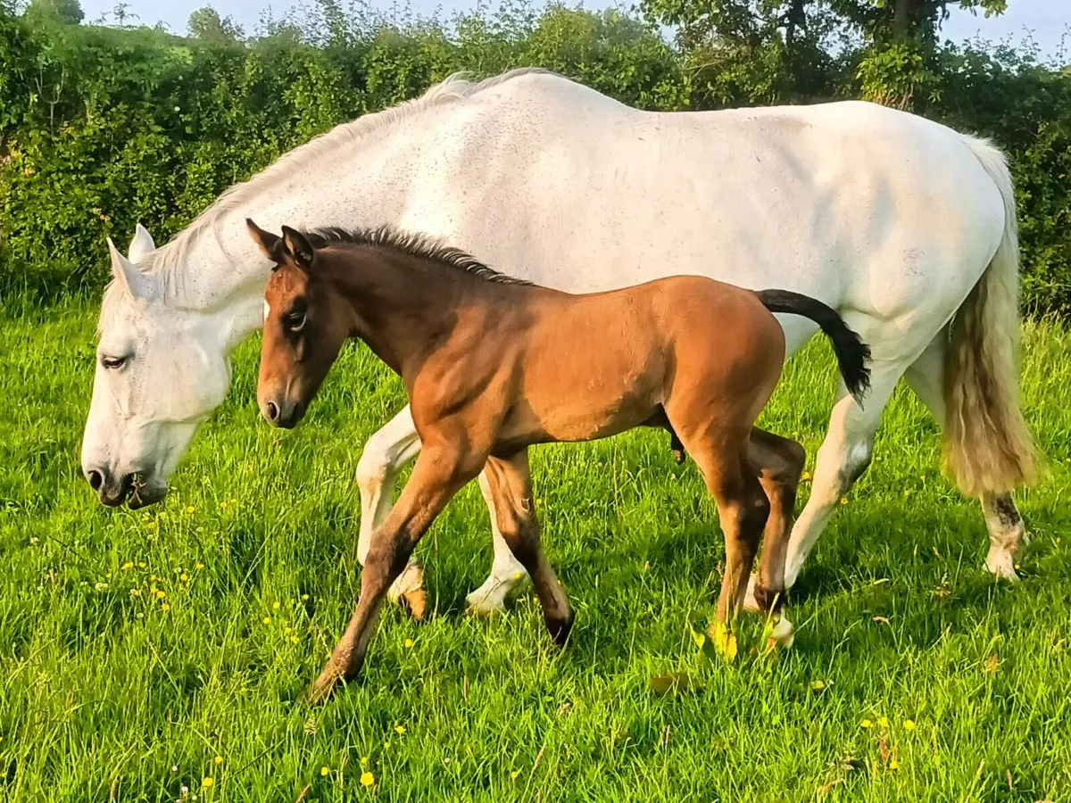 Riding Mare and foal - Image 1