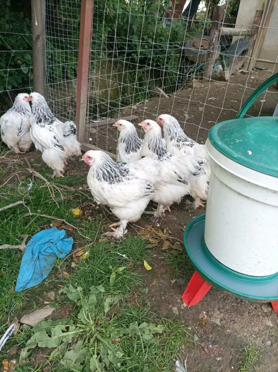 Poultry - Image 4