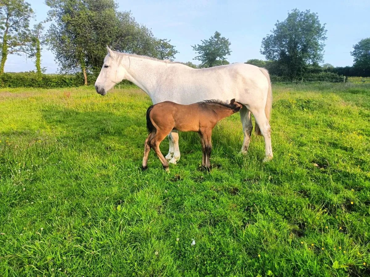 Riding Mare and foal - Image 2