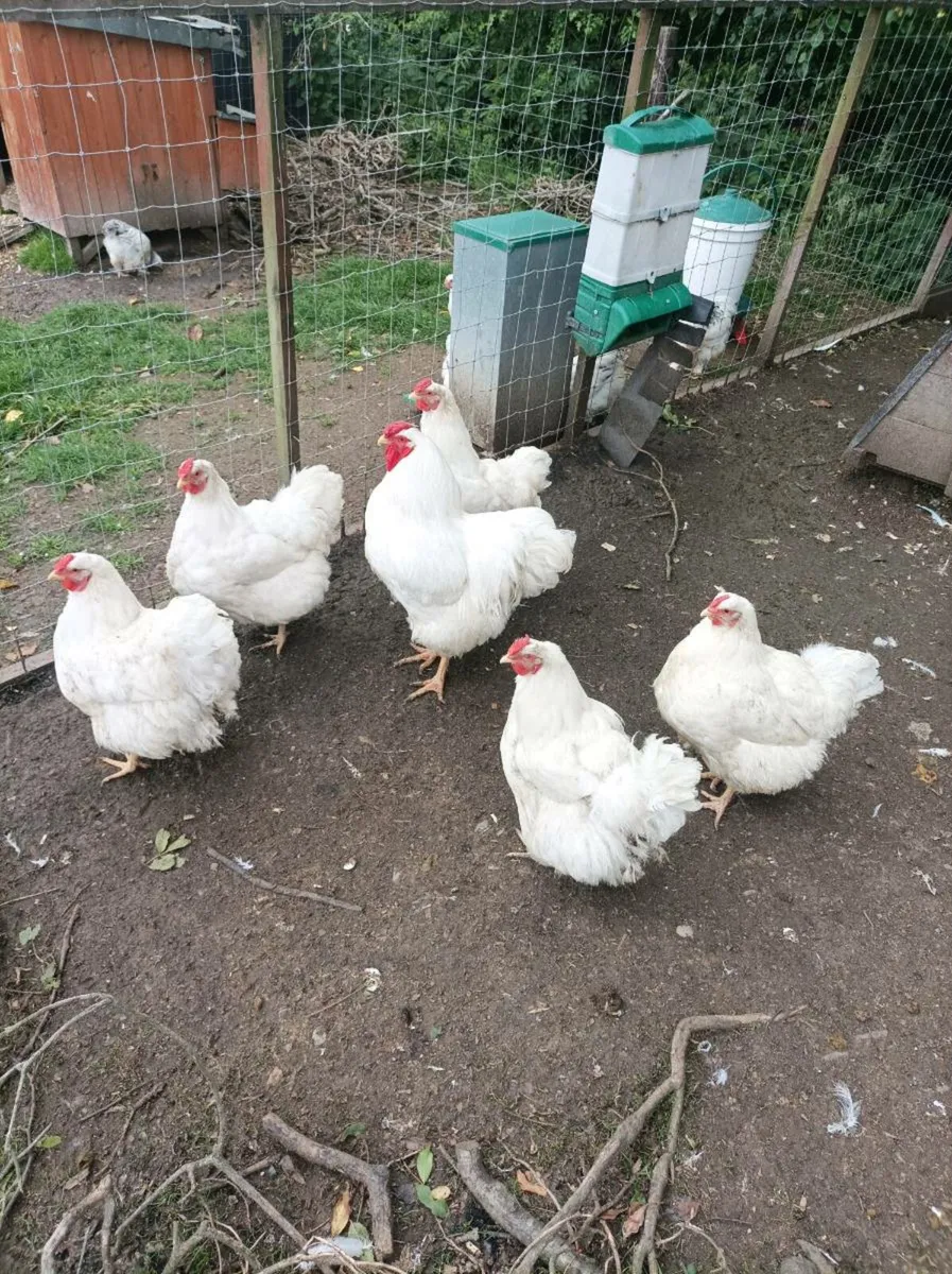 Poultry - Image 1