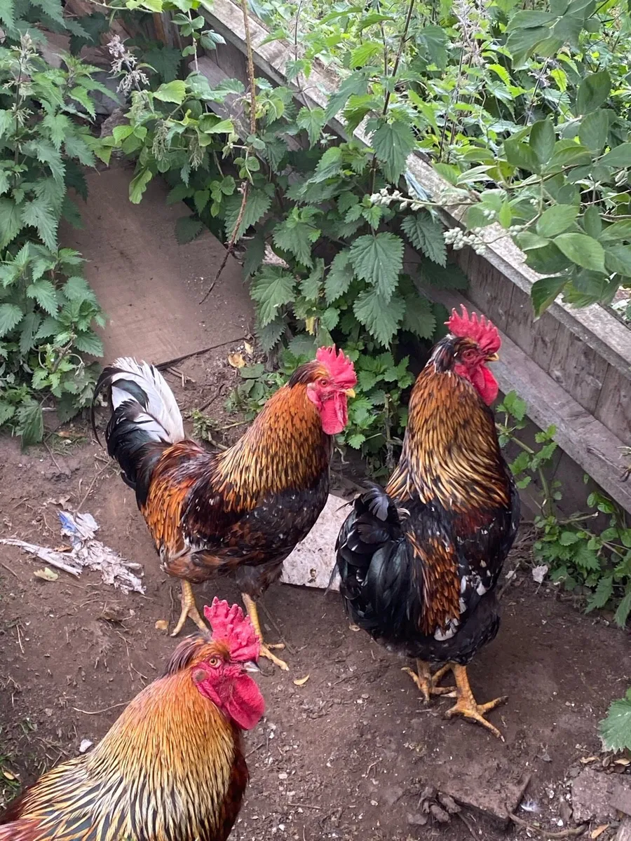 Swedish Flower Rooster - Image 1