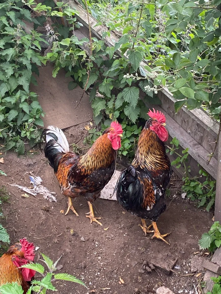 Swedish Flower Rooster - Image 2
