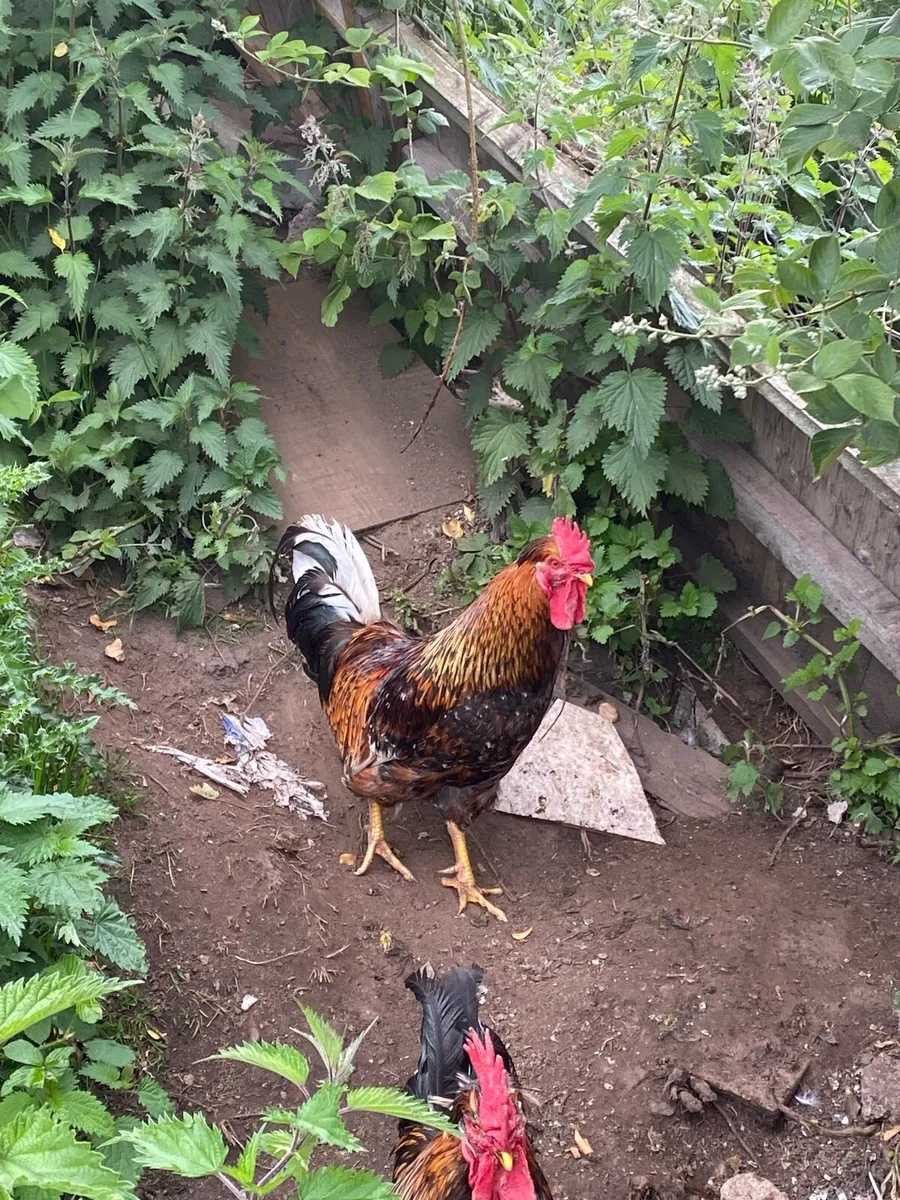 Swedish Flower Rooster - Image 3