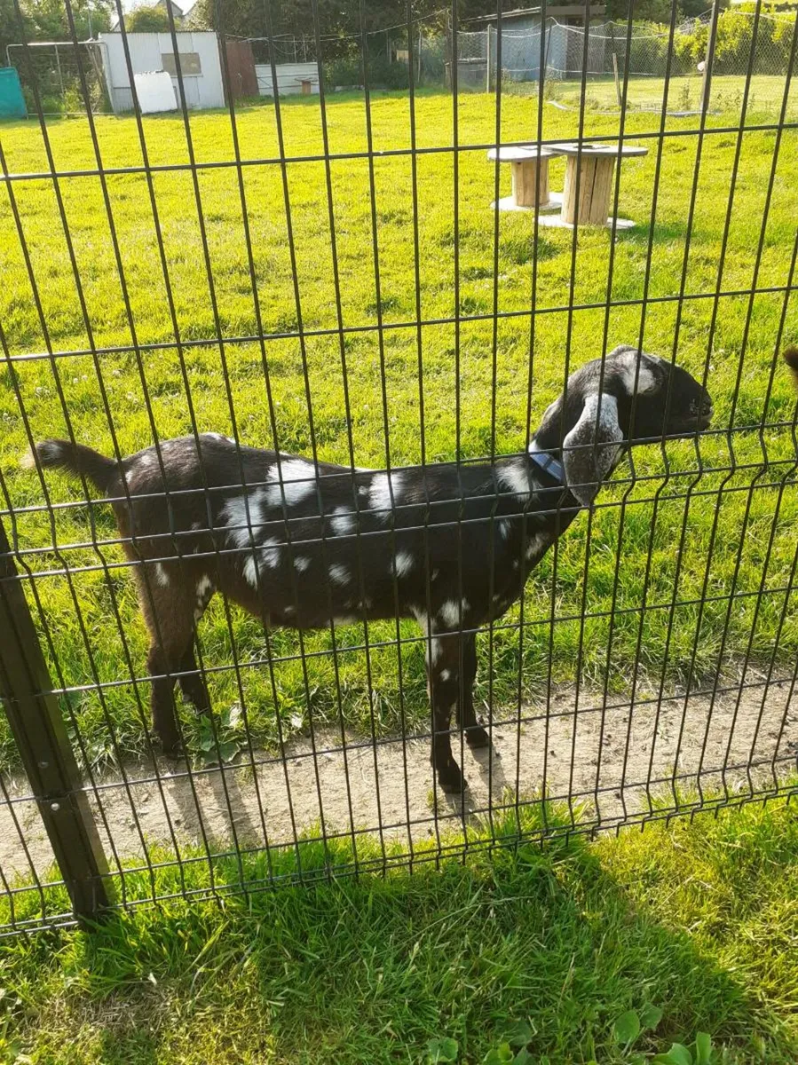 PB nubian goats - Image 1
