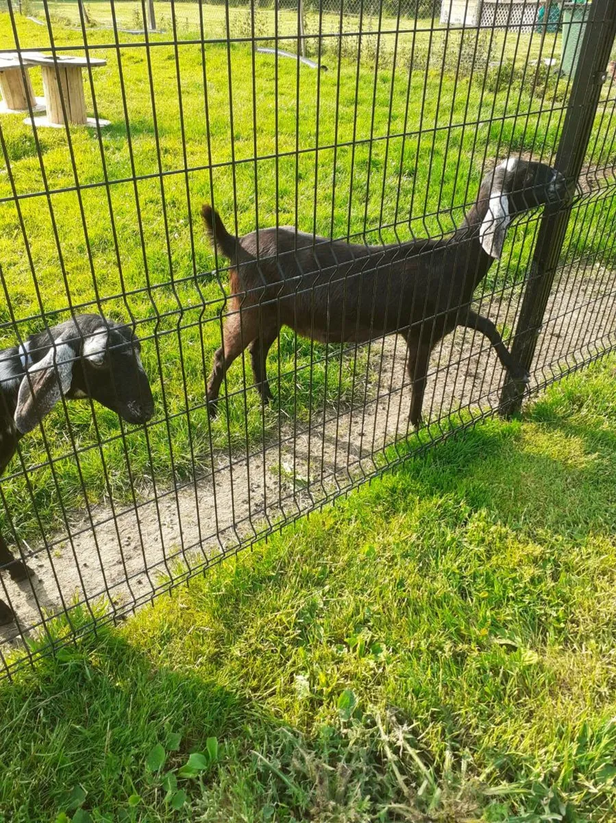 PB nubian goats - Image 2