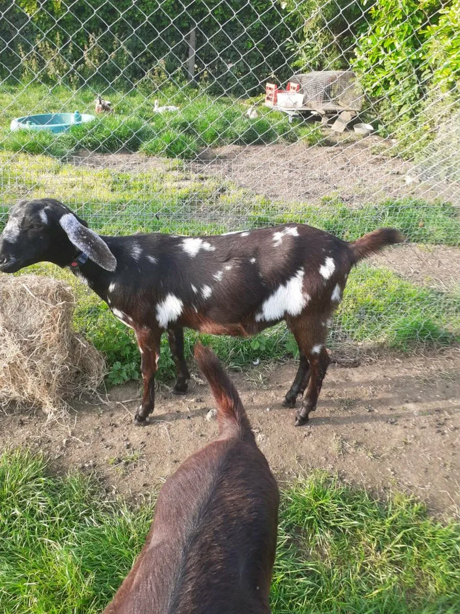 PB nubian goats - Image 3