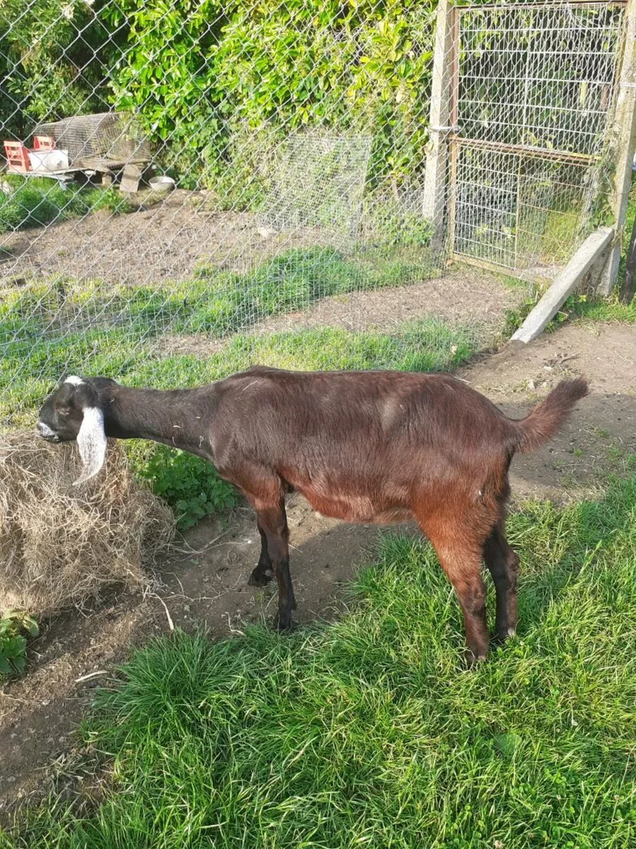 PB nubian goats - Image 4