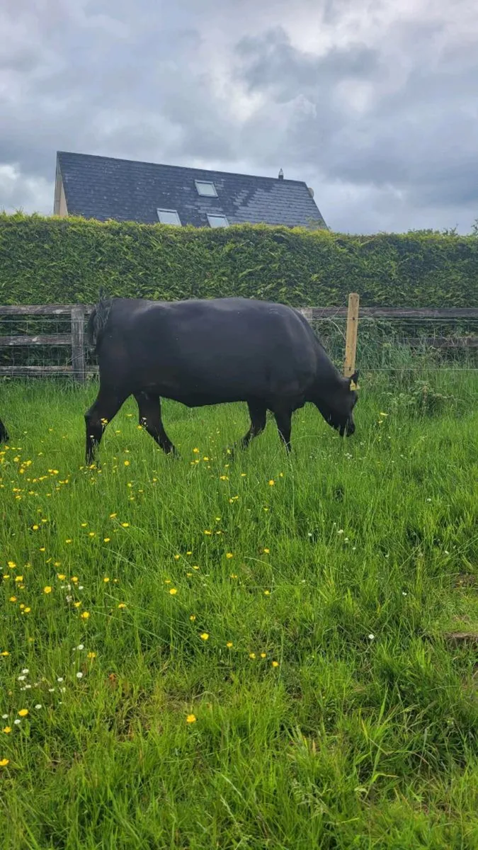 Incalf heifers - Image 1
