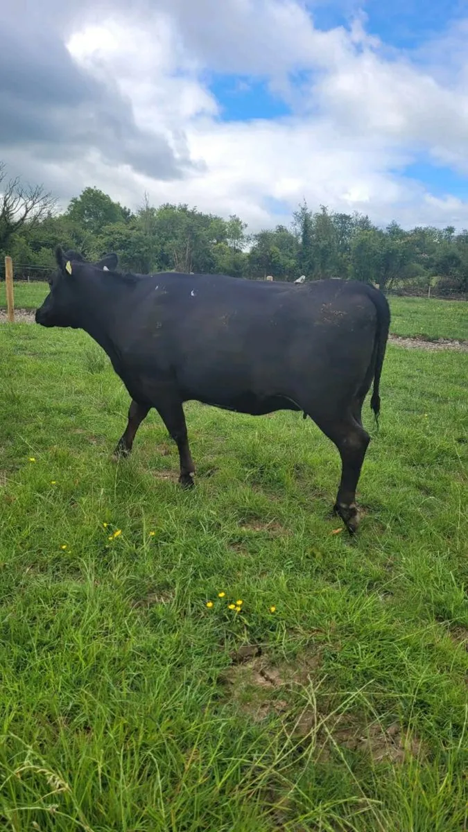 Incalf heifers - Image 3