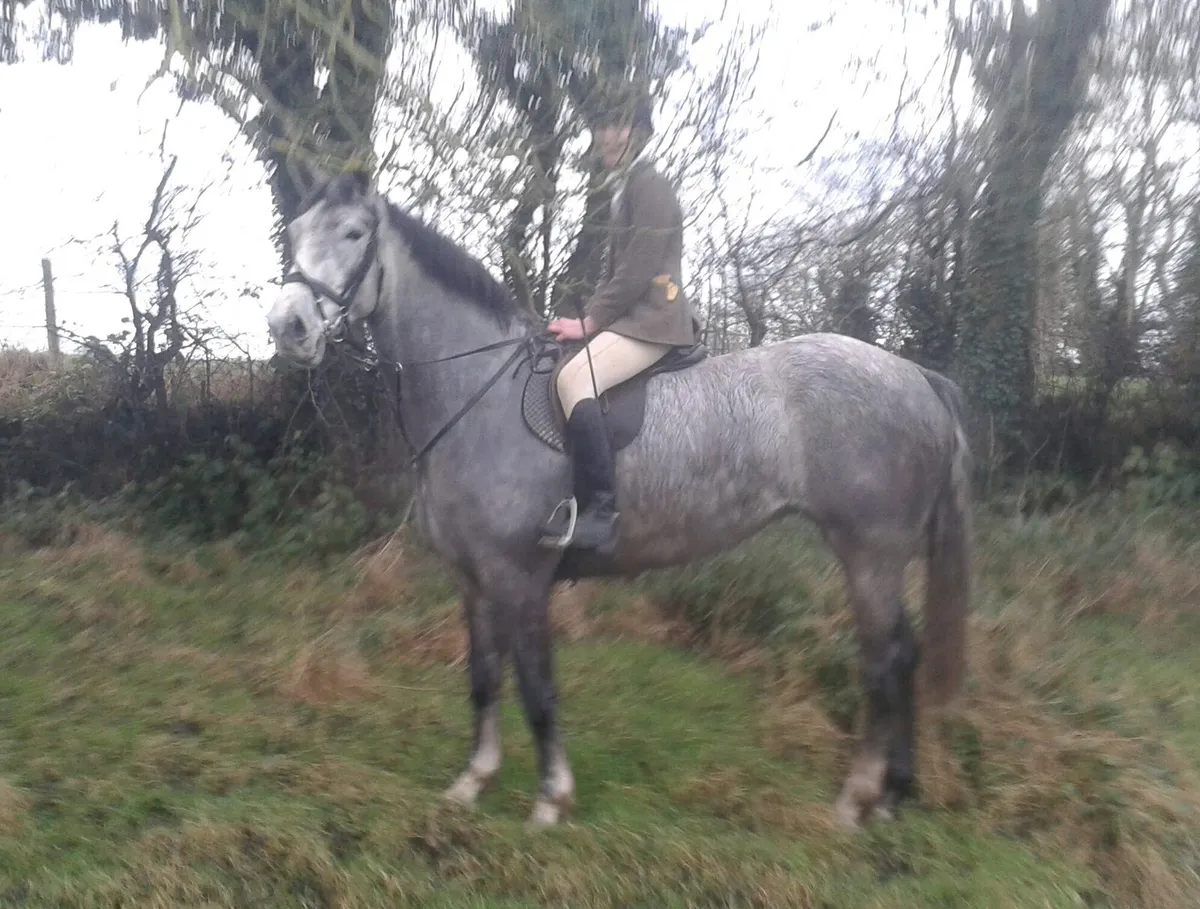 Riding Mare and foal - Image 3