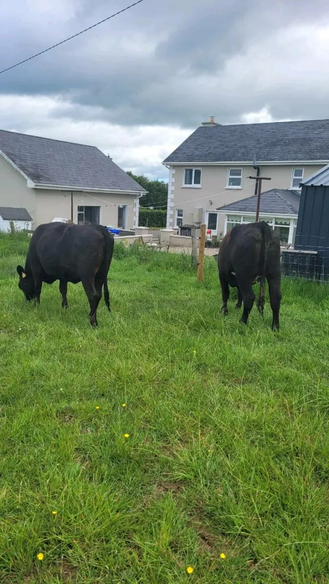 Incalf heifers - Image 4