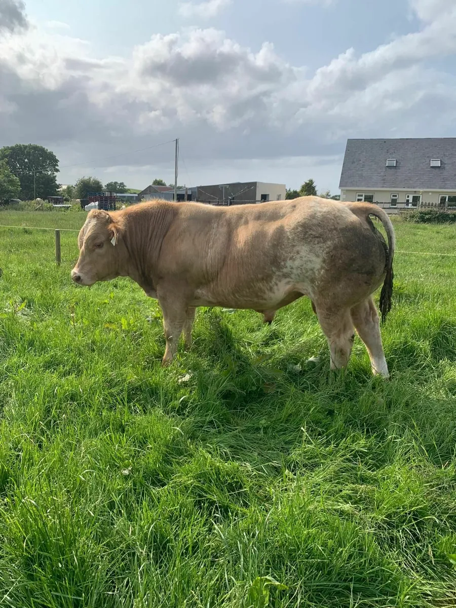 BB bull weanling for sale in Balla mart Sat - Image 2
