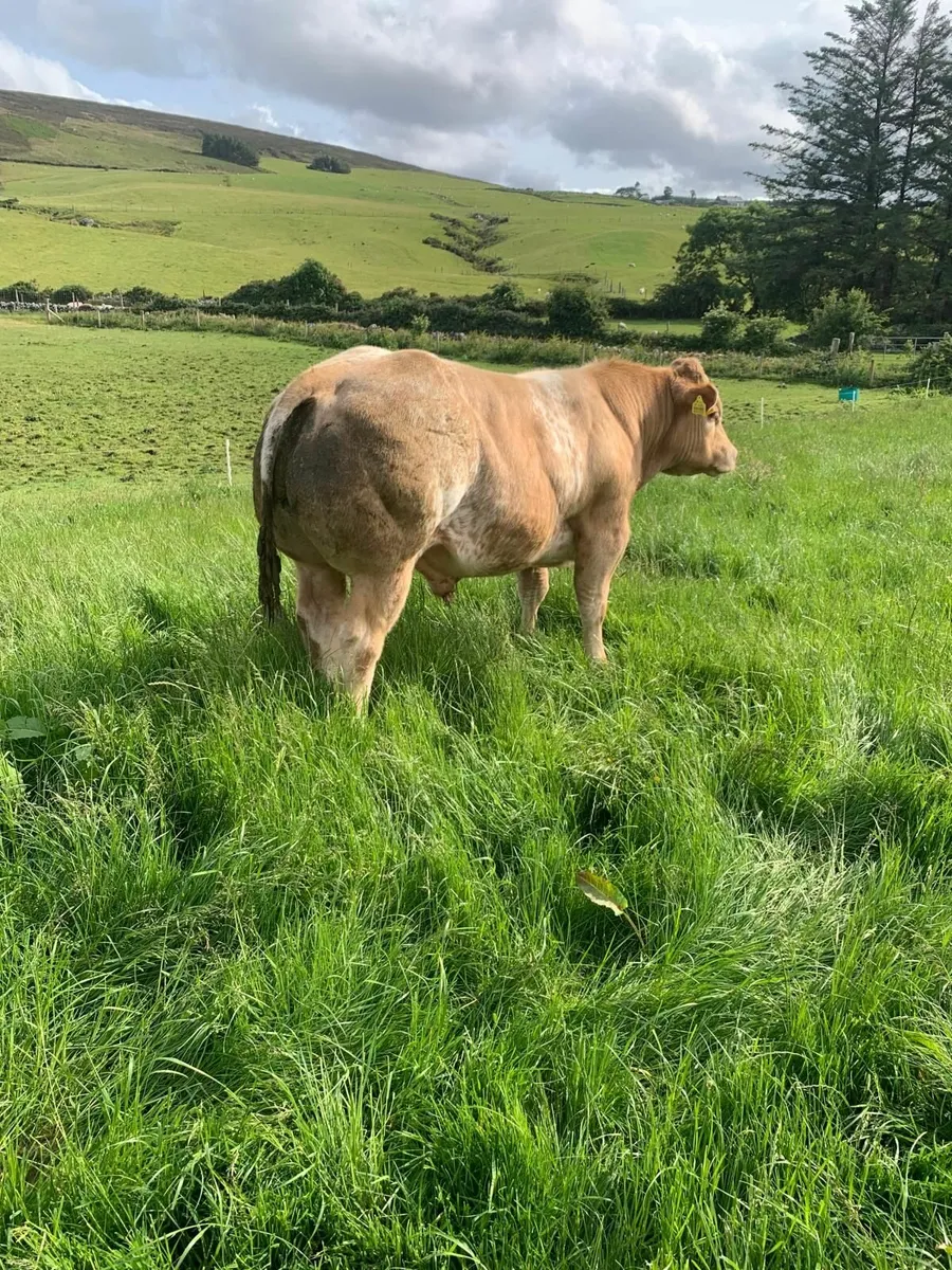 BB bull weanling for sale in Balla mart Sat - Image 3