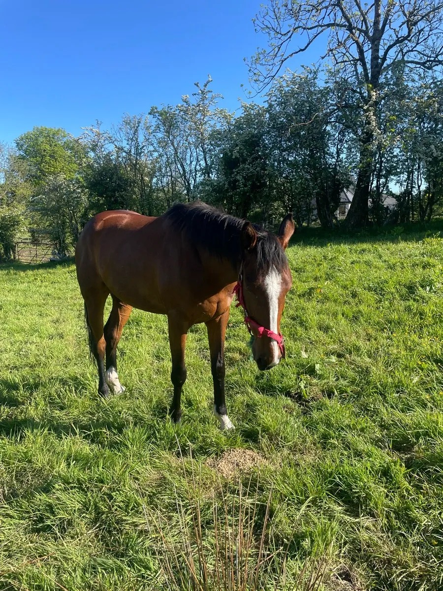 3 years olds sports horse - Image 3