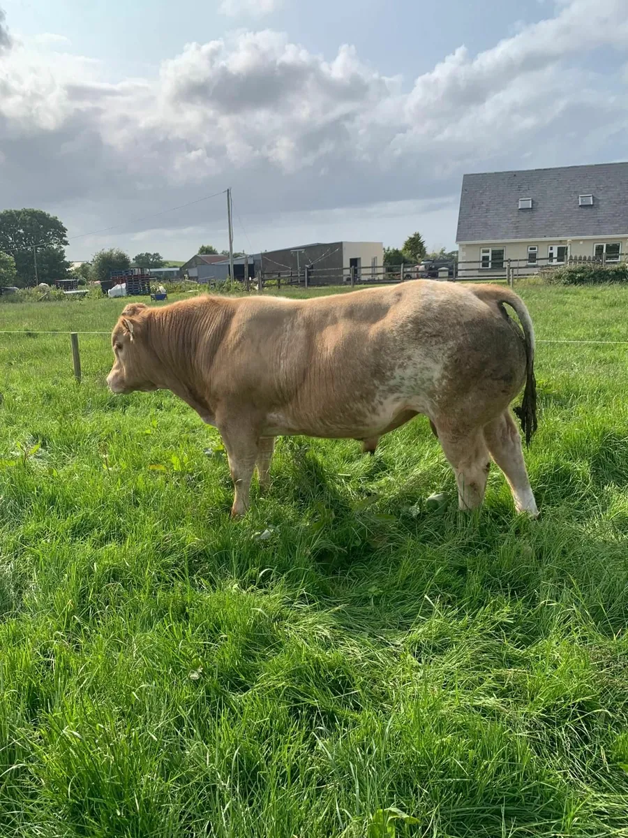 BB bull weanling for sale in Balla mart Sat - Image 4
