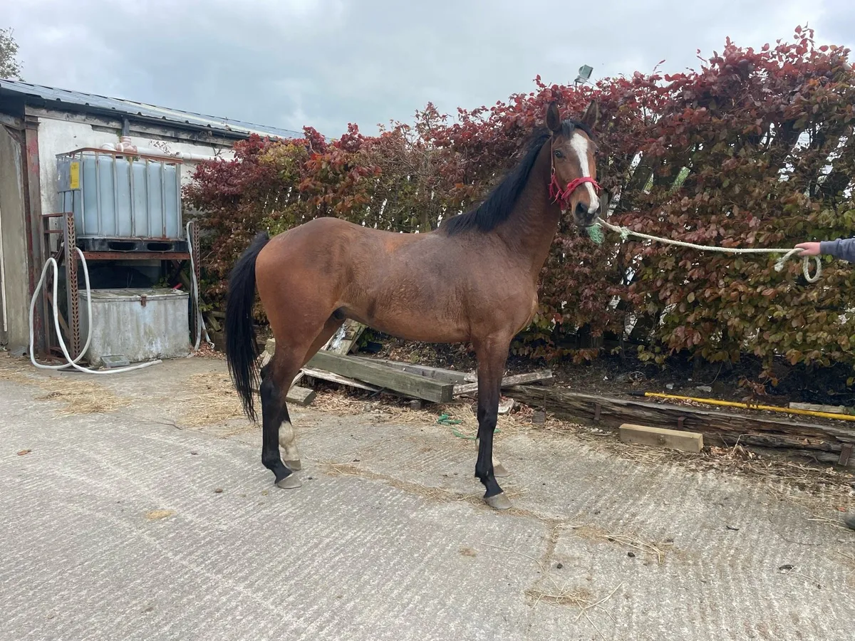 3 years olds sports horse - Image 1