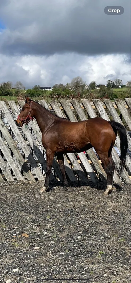 3 years olds sports horse - Image 2