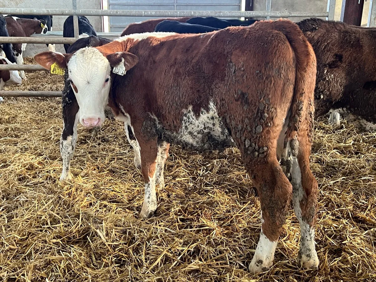 20 Hereford Heifer Weanlings - Image 1