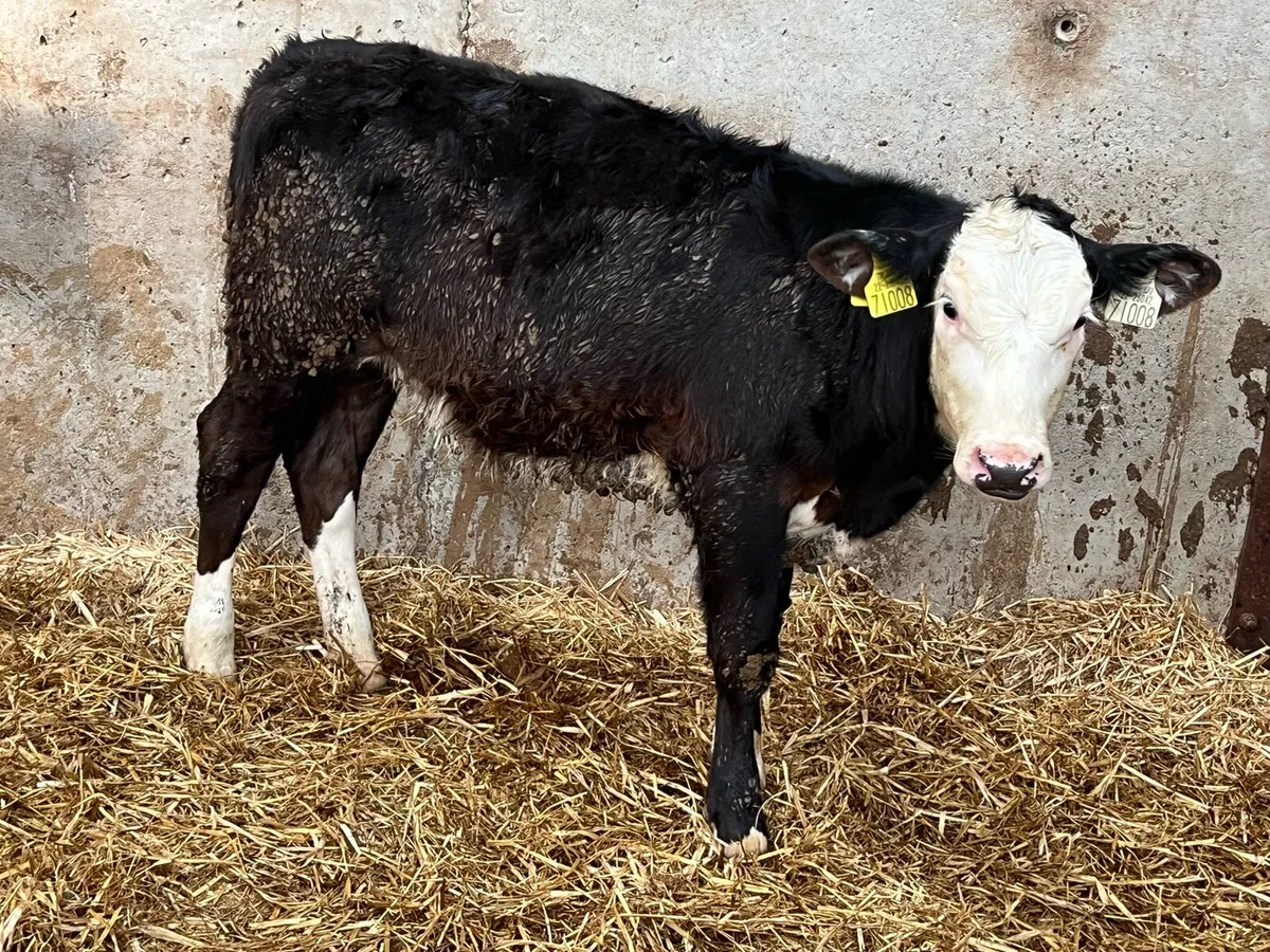 20 Hereford Heifer Weanlings - Image 2