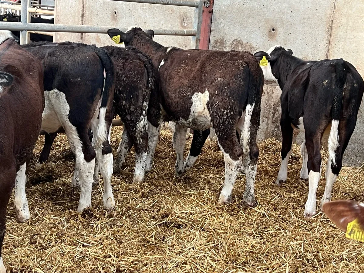 20 Hereford Heifer Weanlings - Image 3
