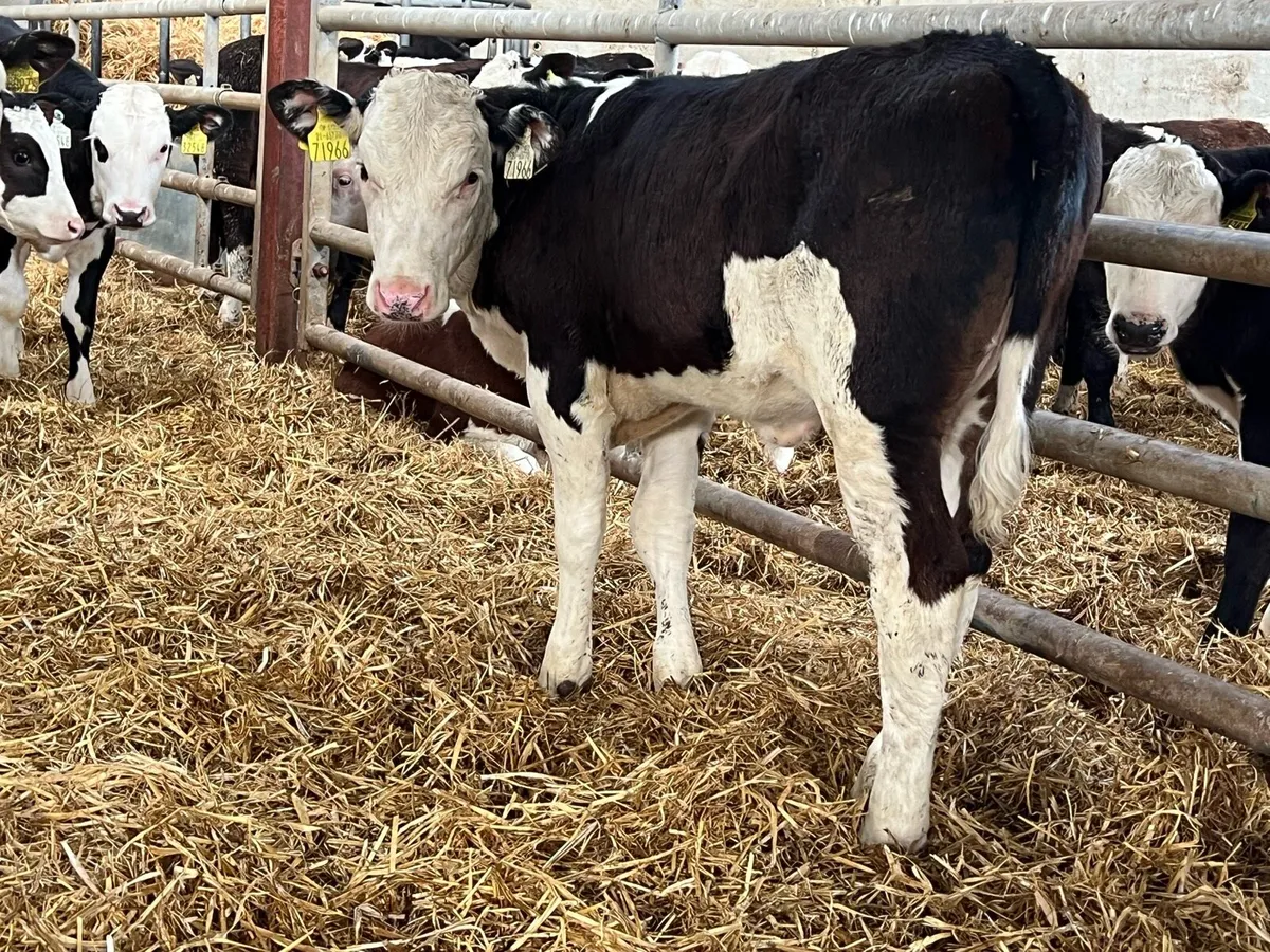 20 Hereford Heifer Weanlings - Image 4