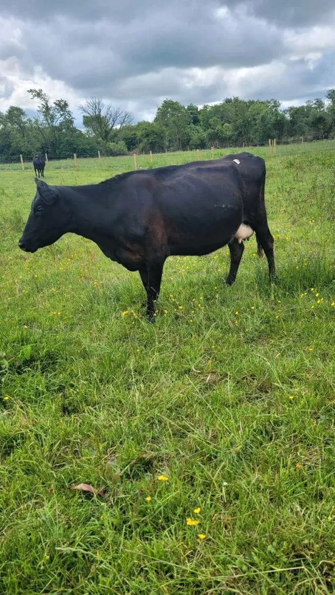 Limousine incalf cow - Image 1