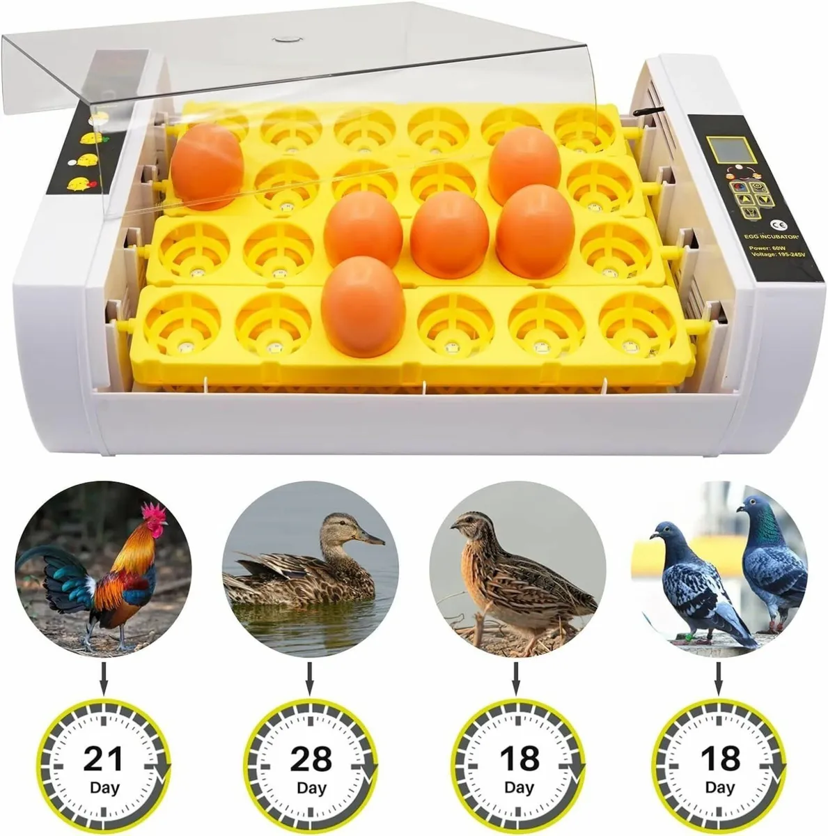24-Egg Hatching Incubator Auto Control - Image 4