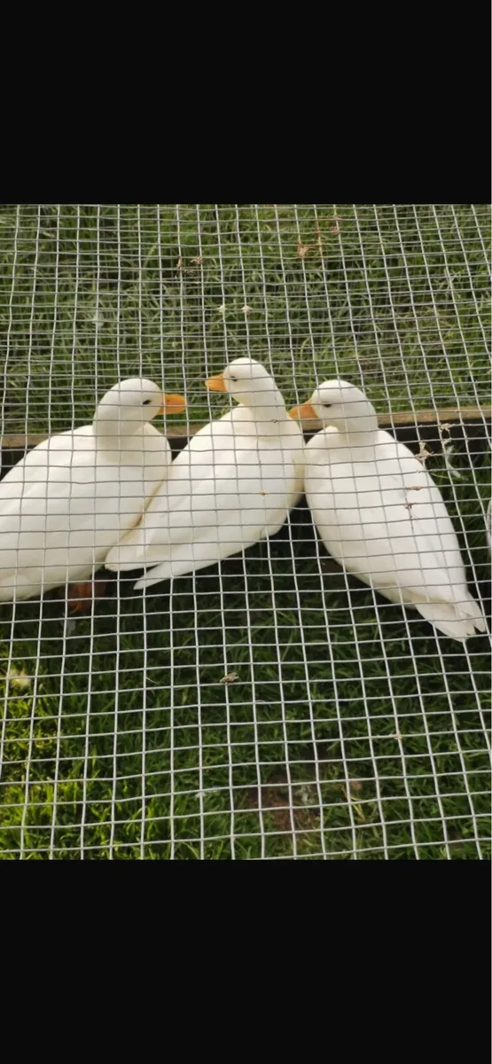 Call ducks & Saxonys - Image 1