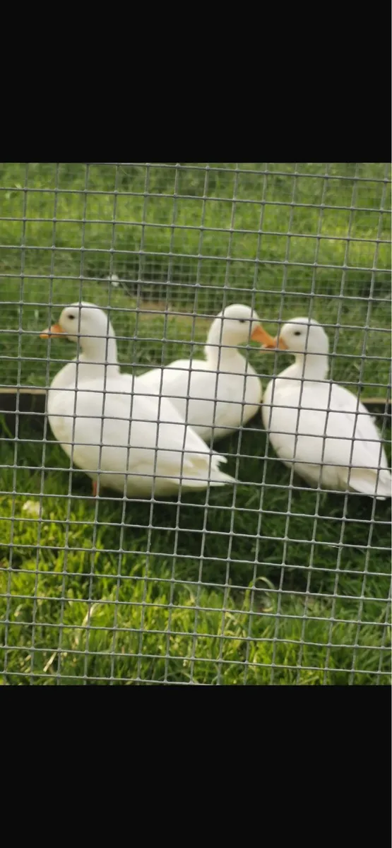 Call ducks & Saxonys - Image 2