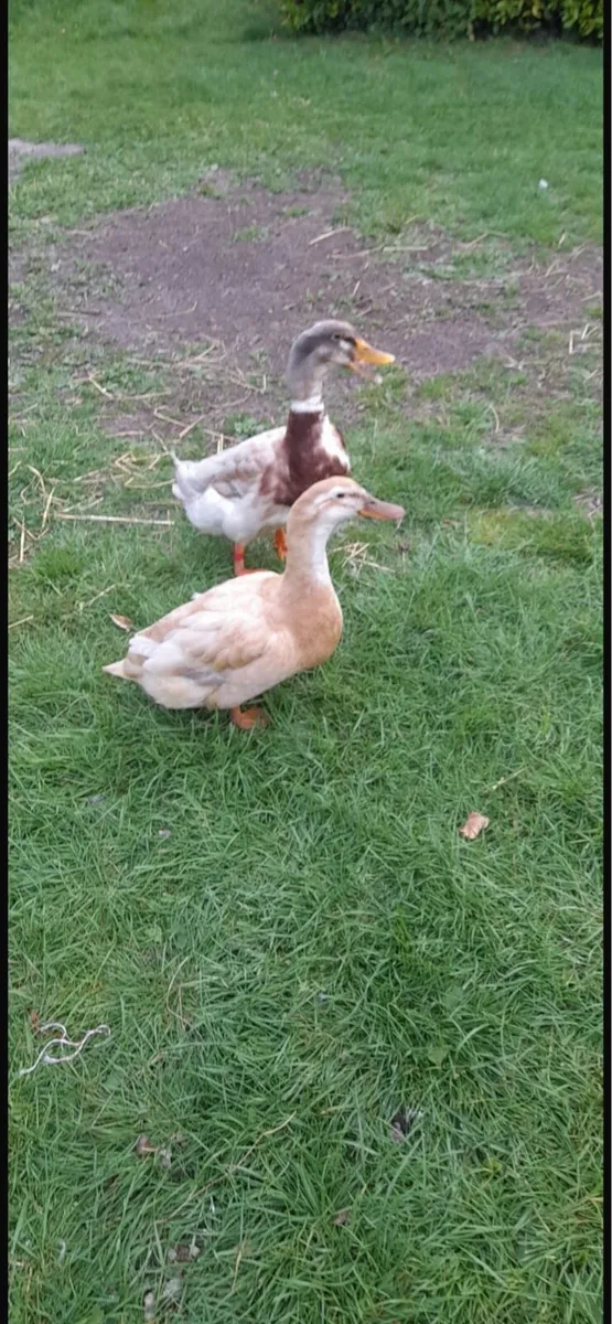 Call ducks & Saxonys - Image 3