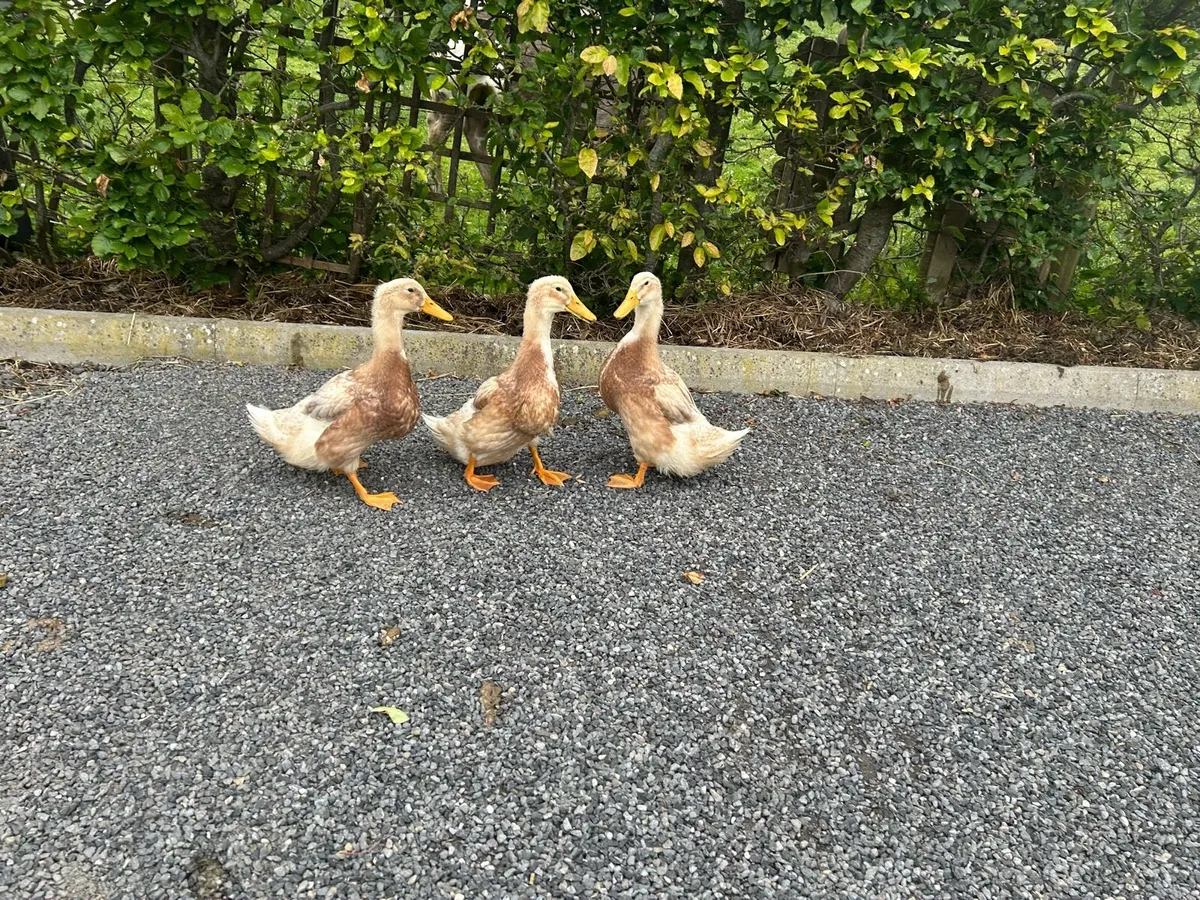 Call ducks & Saxonys - Image 4