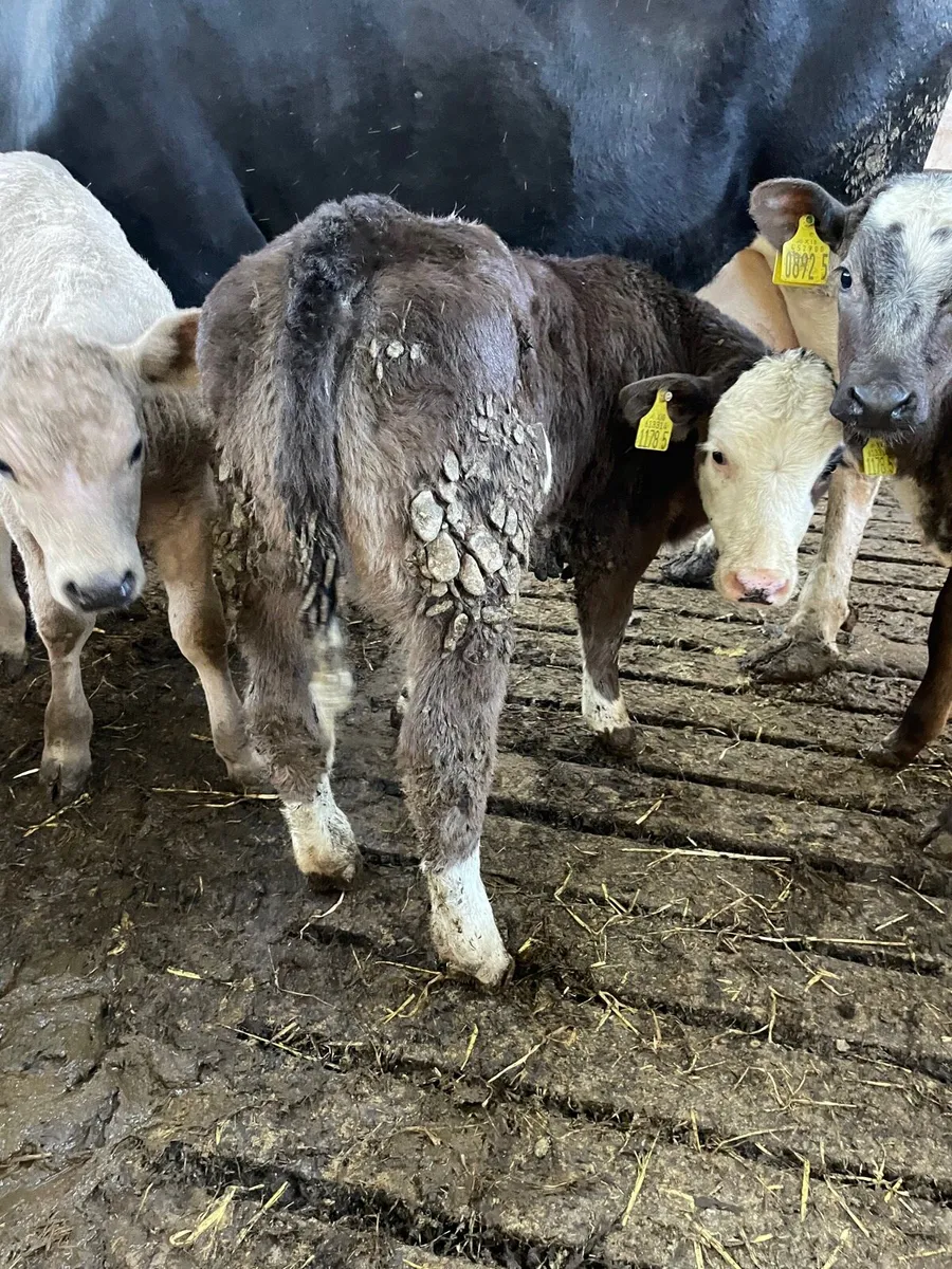 Smashing beef bred heifer calf - Image 1
