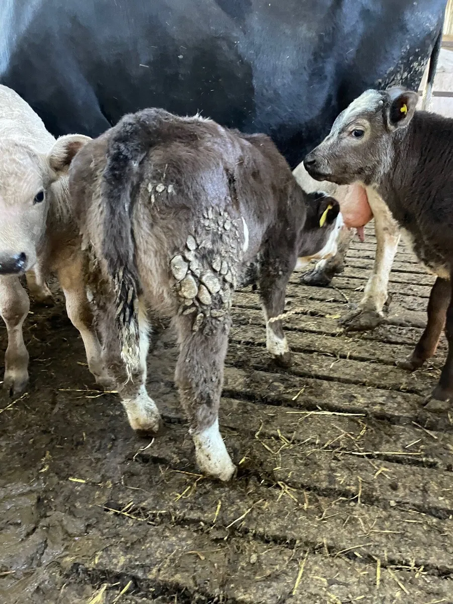 Smashing beef bred heifer calf - Image 2
