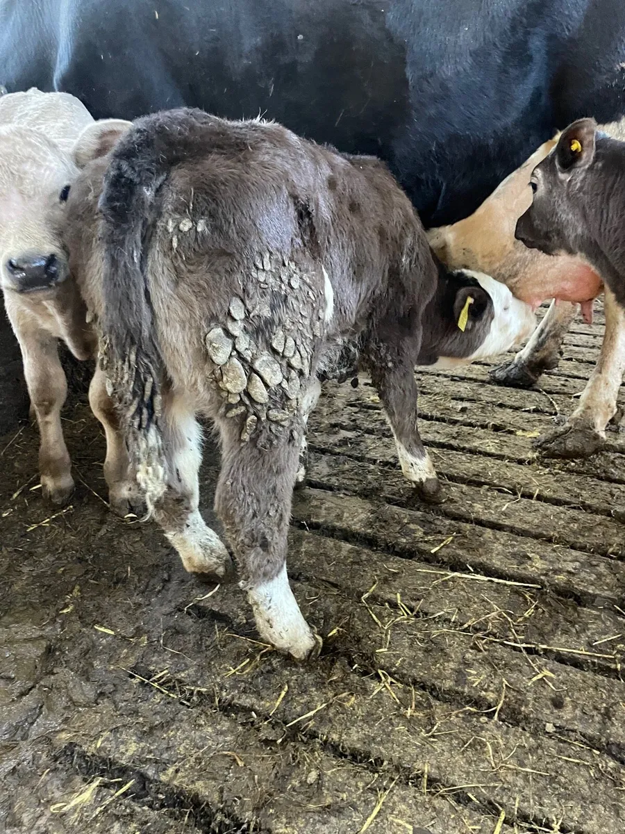 Smashing beef bred heifer calf - Image 3