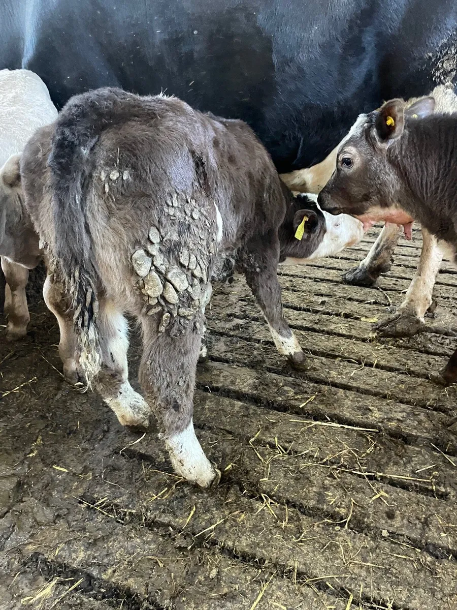 Smashing beef bred heifer calf - Image 4