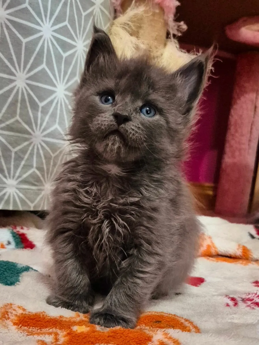 Maine coon kittens gccf reg - Image 1