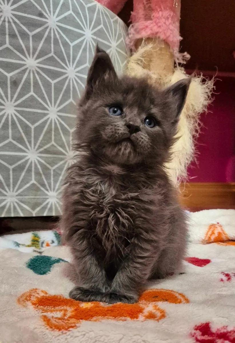 Maine coon kittens gccf reg - Image 2