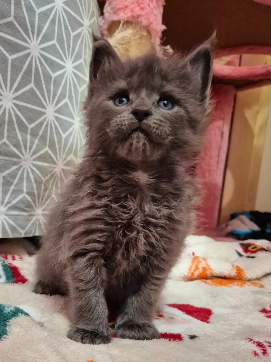 Maine coon kittens gccf reg - Image 3