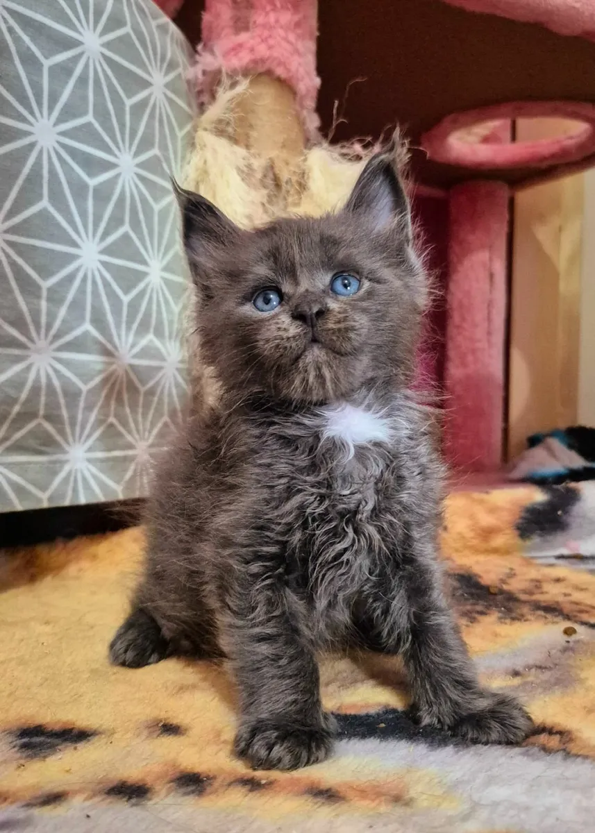 Maine coon kittens gccf reg - Image 4