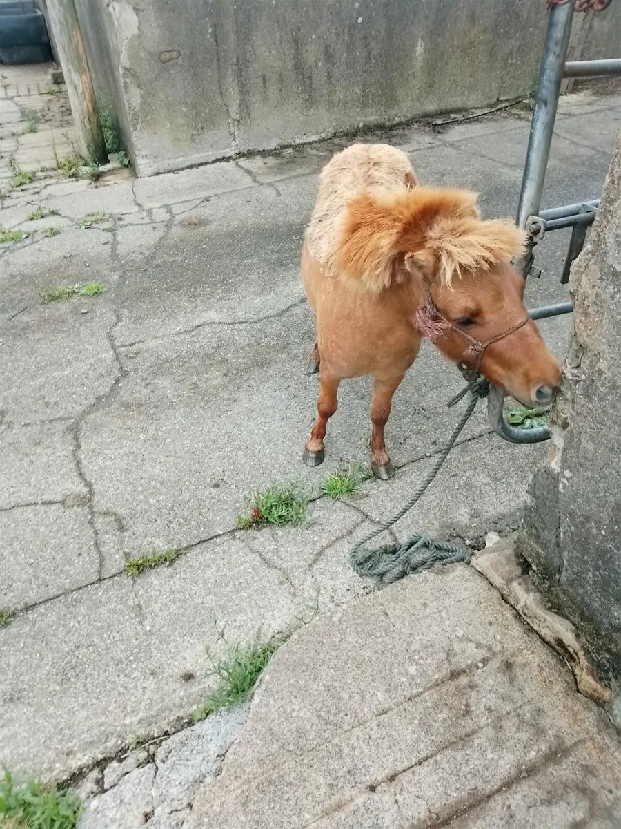 2 year old pony