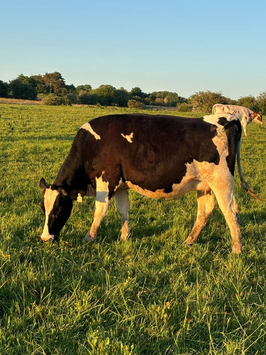 Springing cows/ Heifer - Image 1
