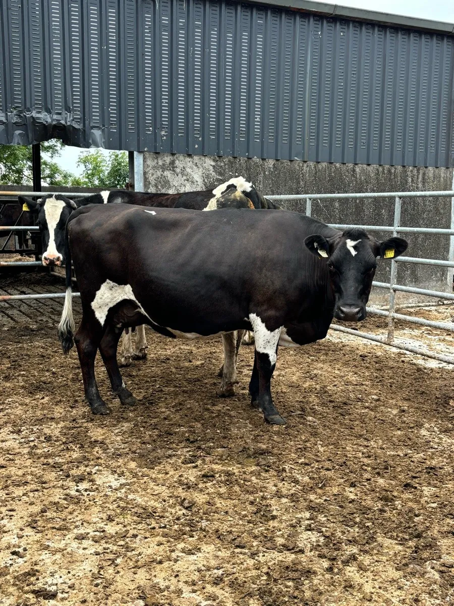 Springing cows/ Heifer - Image 2