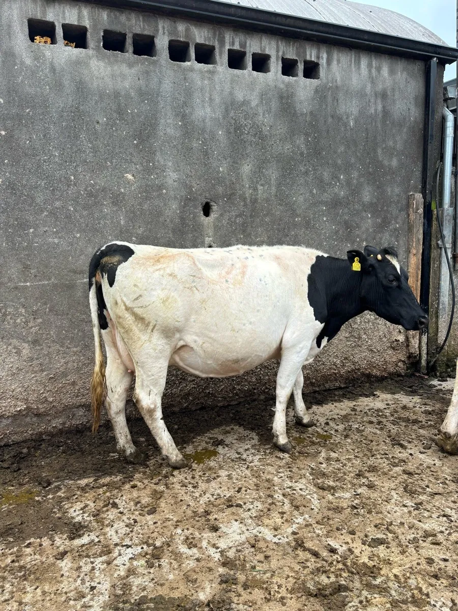 Springing cows/ Heifer - Image 3