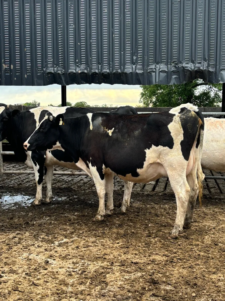 Springing cows/ Heifer - Image 4