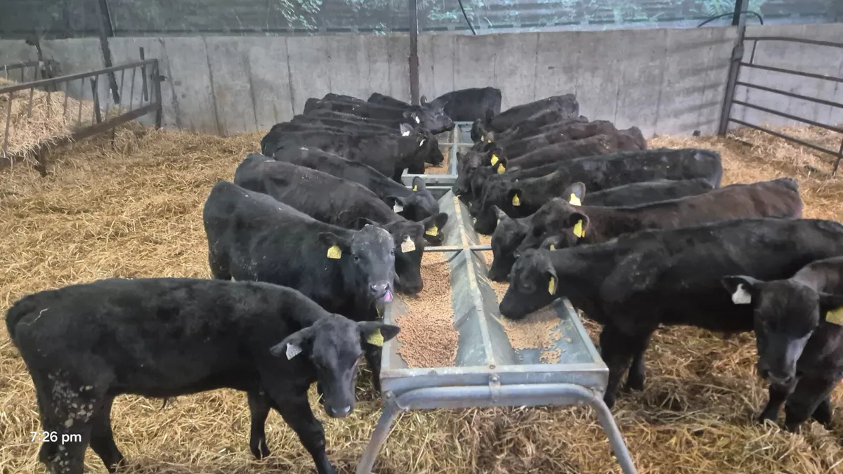 30 Proper Aberdeen Angus bulls - Image 3