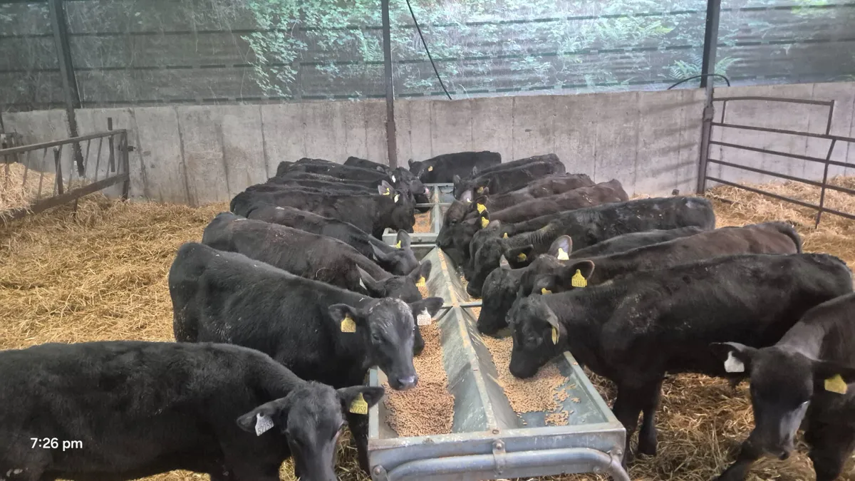 30 Proper Aberdeen Angus bulls - Image 2
